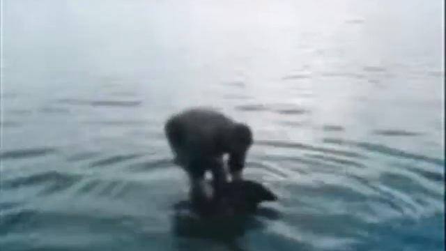 Karp 6,60 kg wraca do wody - www.grubyzwierz.com смотреть онлайн