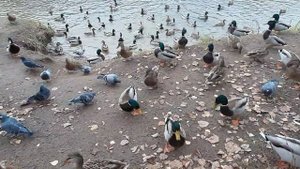 КОРМЛЕНИЕ УТОК в ПАРКЕ "ИВАНОВСКИЕ ПРУДЫ" в ПОДМОСКОВЬЕ