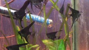 Аквариумная рыбка Скалярия [шлейфовые скалярии]