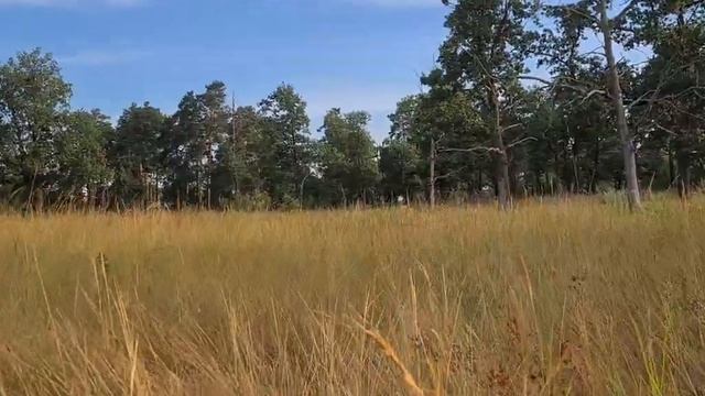 Утро в поле - золотая трава, голубое небо, резвящаяся собака. Побродим вместе. :) смотреть онлайн