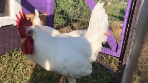 Яичная порода кур "Легорн"