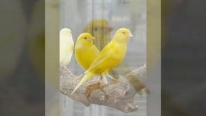 Канарейка. Читать описание.