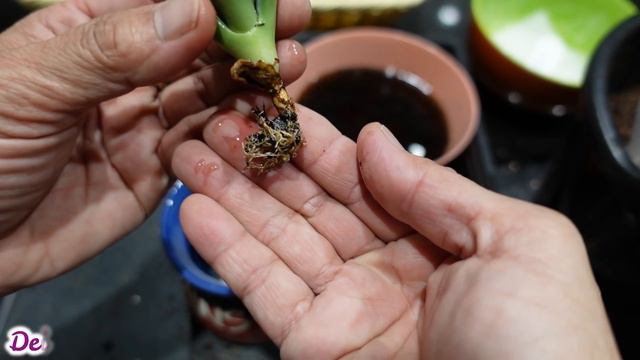 What To Do With Succulent Before Pot Up & Water смотреть онлайн