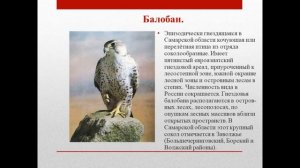 Красная книга животные Самарской области