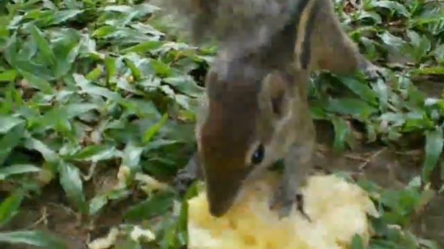 Пальмовая белка.wmv смотреть онлайн