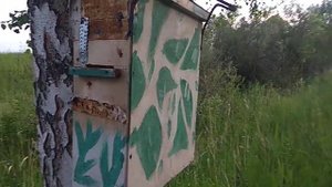 Во попёрло Открытие роеловного сезона пчёл ! Первые рои .#какпойматьПчёл.mp4