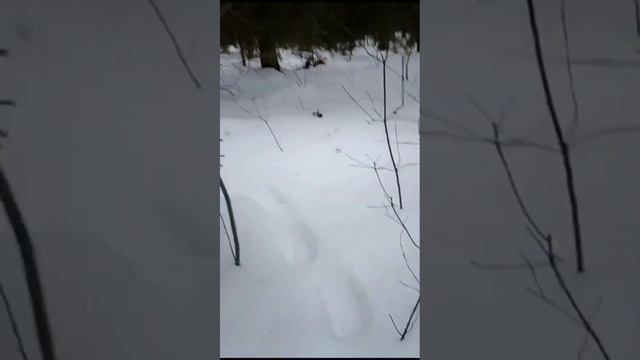 Закрытие сезона 2023-2024 смотреть онлайн