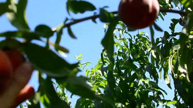 Персик Спринг Леди 04,07,19 persikovod.com смотреть онлайн