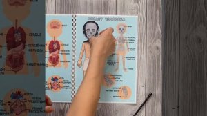 Тело, внутренние органы, скелет человека, пособие для детей