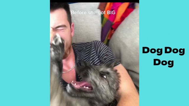 Irish wolfhound  Funny and Cute dog video compilation in 2022.