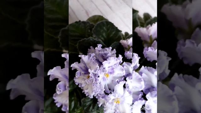 Новиночка каталога фиалок. смотреть онлайн