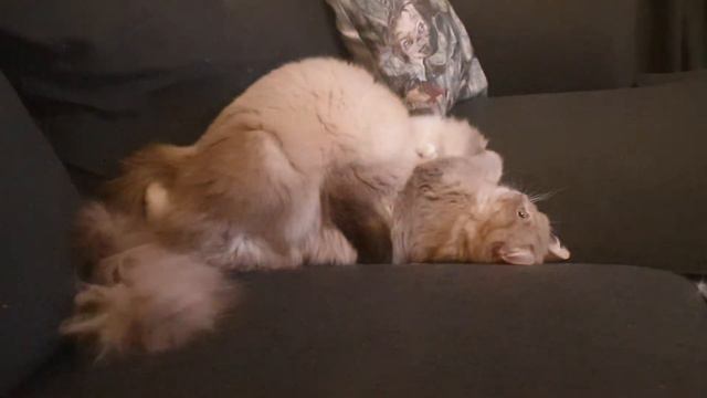 Ragdoll cats mating like humans смотреть онлайн