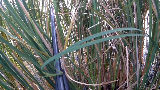 Запоздалое открытие охоты на утку 2021. Хуже открытия ещё не было. смотреть онлайн