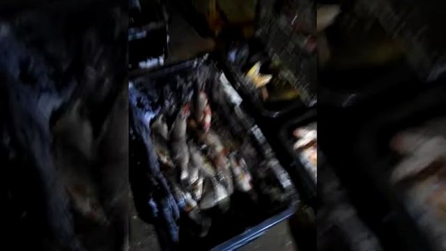 Зимний промысел на мототолкаче Урагане Тайга