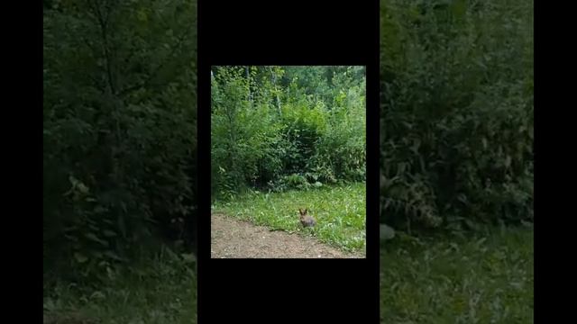 ЛР - Зайцы в Цвете Город