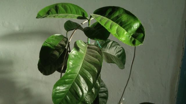 Как убрать и предотвратить запах гнили в цветочном горшке. смотреть онлайн