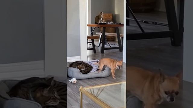 Зад ни так уж и жалко. #shorts #dog #cat #animals #video #smile