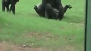 Gorillas in love at Zoo