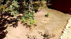 сделать беседку из кучи мусора