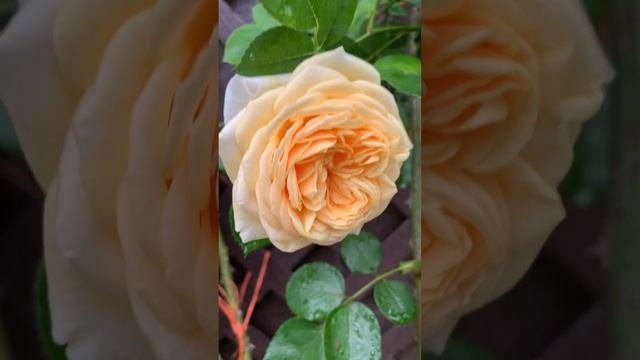 TEASING GEORGIA #rose #love #flowers #garden #nature climber (David Austin)