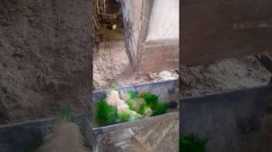 Гидропоника корм  для КРС 2