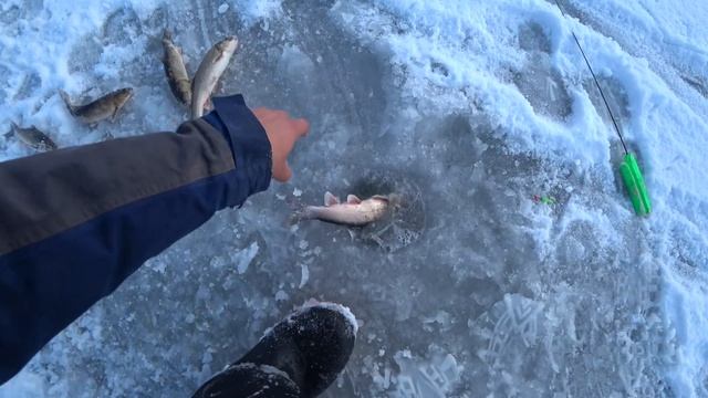 Первый зубарь, камбала, кунджа и селедка! Три дня на безлюдном озере. смотреть онлайн