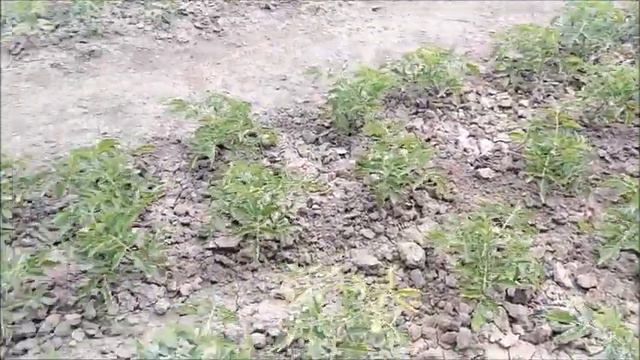 ОТКРЫТЫЙ ГРУНТ смотреть онлайн