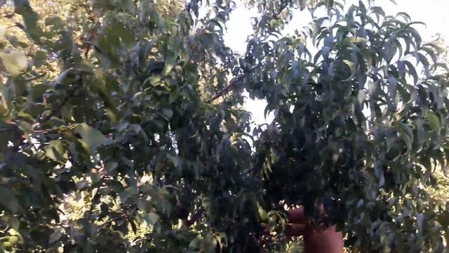 Делаю качелю на даче а еще про гамаки, персики, виноград смотреть онлайн