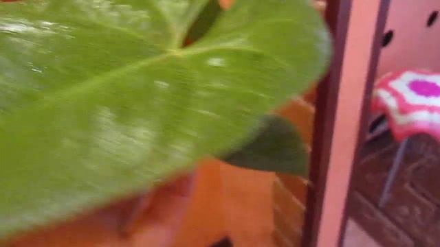 АНТУРИУМ В ЗИМНЕЕ ВРЕМЯ И МОЙ УХОД ЗА НИМ . В ГОСТЯХ У ЕЛЕНЫ . смотреть онлайн