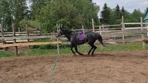 Как приучить лошадь к веревкам