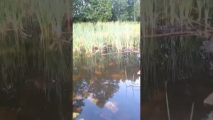 Ловим лягушек!