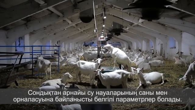 Технология содержания коз на молочной ферме