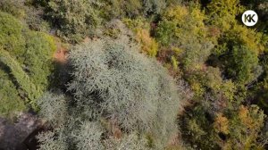 САМЫЙ ТИХИЙ отель В КРЫМУ. Гостевой дом "Олива Парк".  Массандровский парк и пляж.  Капитанк Крым