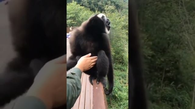 Why does the monkey make these sounds - Почему обезьяна издает эти звуки