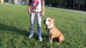 МОЯ СОБАКА Клайд. Американский Стаффордширский Терьер