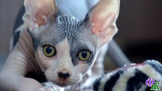 Митенька Недосфинкс 5. «Почему все такие растрепанные и худые? Отмою и откормлю!» - бабушка приехал смотреть онлайн