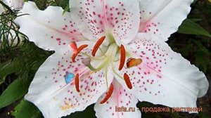 Лилия восточная Мускадет (lilium) ? лилия Мускадет обзор: как сажать луковицы лилии Мускадет