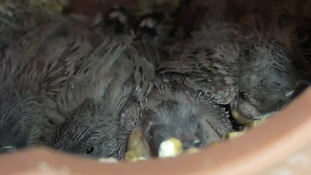 Гнездование зебровых амадин | miracle finches