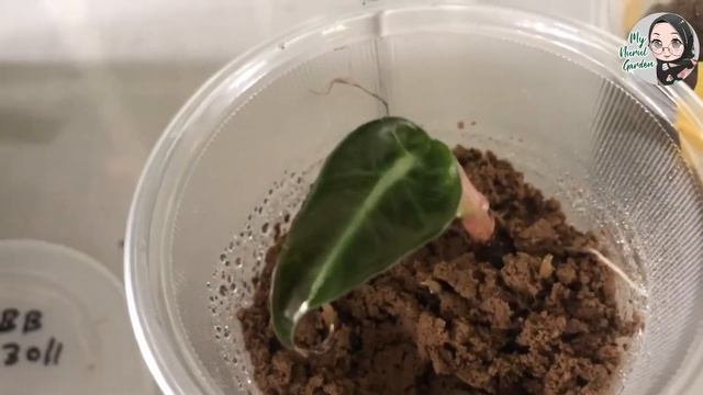 CARA MEMPERBANYAKKAN ALOCASIA BAMBINO / HOW TO PROPAGATE ALOCASIA BAMBINO смотреть онлайн