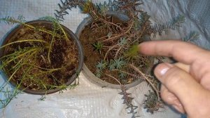 Мои очитки(седумы) в квартире и на балконе зимой