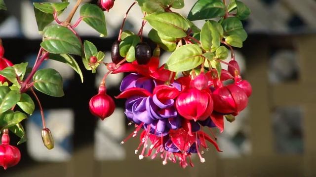 Sony DSC-HX1 1080P (Fine) test смотреть онлайн