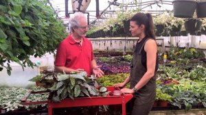 BEGONIA PROPAGATION — Ep 039