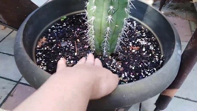 Комнатные цветы. Обзор. "Мексиканский дворик". смотреть онлайн