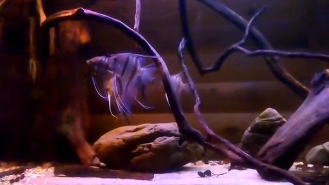 Светодиодное освещение аквариума. Часть 4. смотреть онлайн