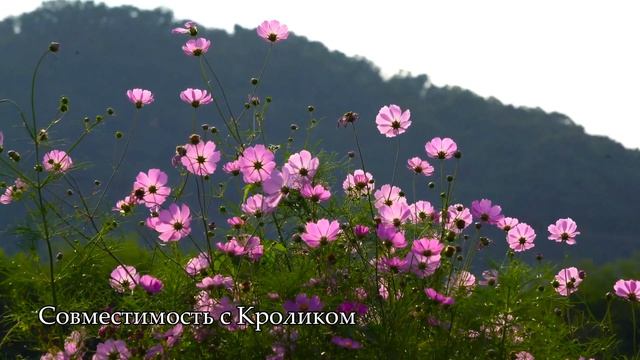Совместимость знака Собака - лучшая и худшая пара