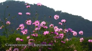 Совместимость знака Собака - лучшая и худшая пара