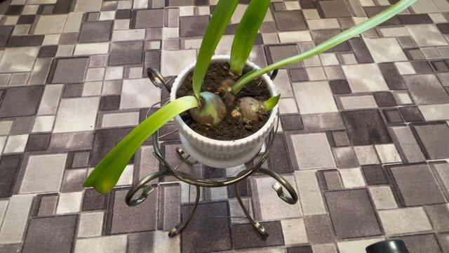 При каких условиях цветут Гиппеаструмы смотреть онлайн