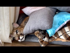 Месси закидали подушками! Котик очень хочет спать.