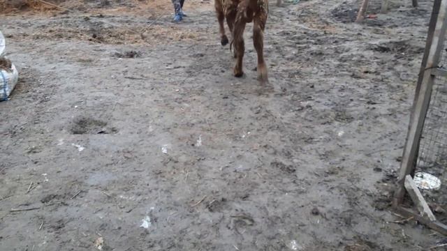 Сдали быка пушка, слабый результат смотреть онлайн