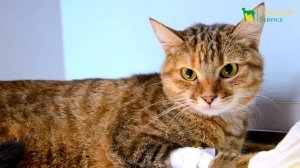 У МОЕЙ КОШКИ СТРЕСС! Последствия на организм